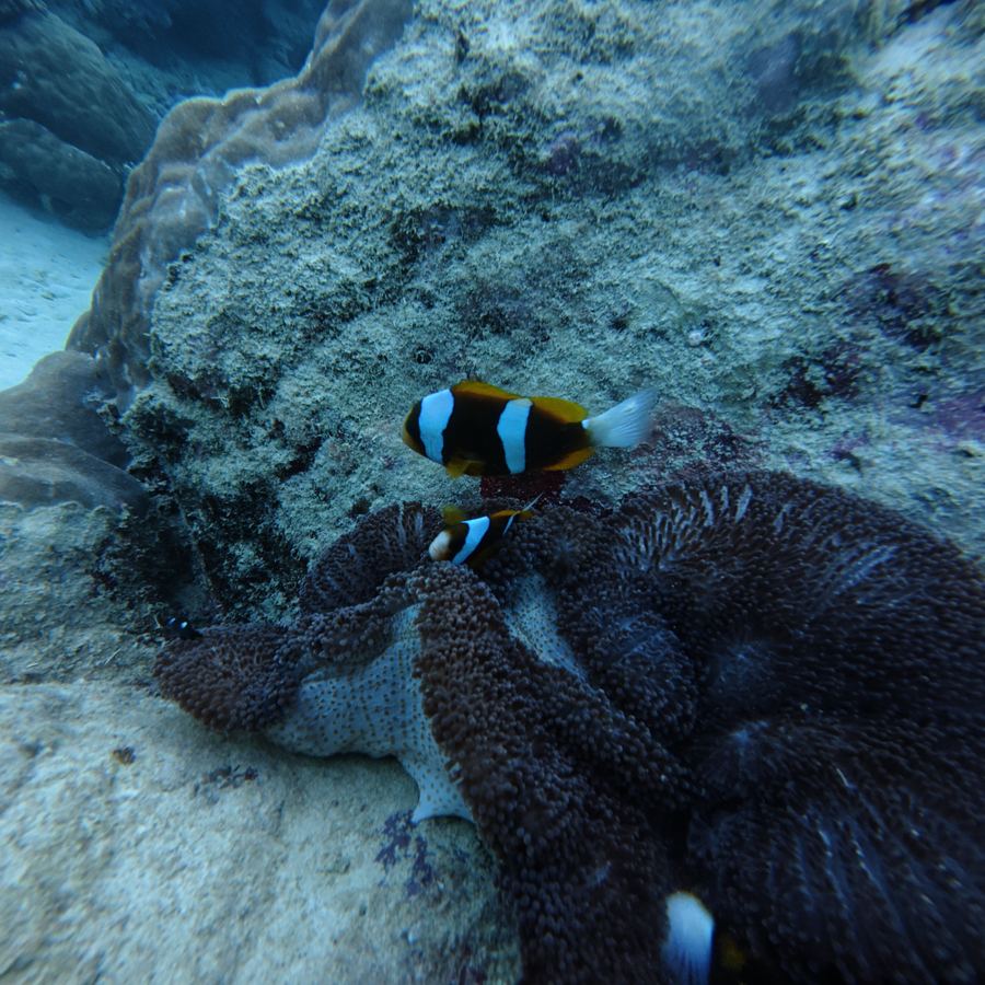 Anemonefish