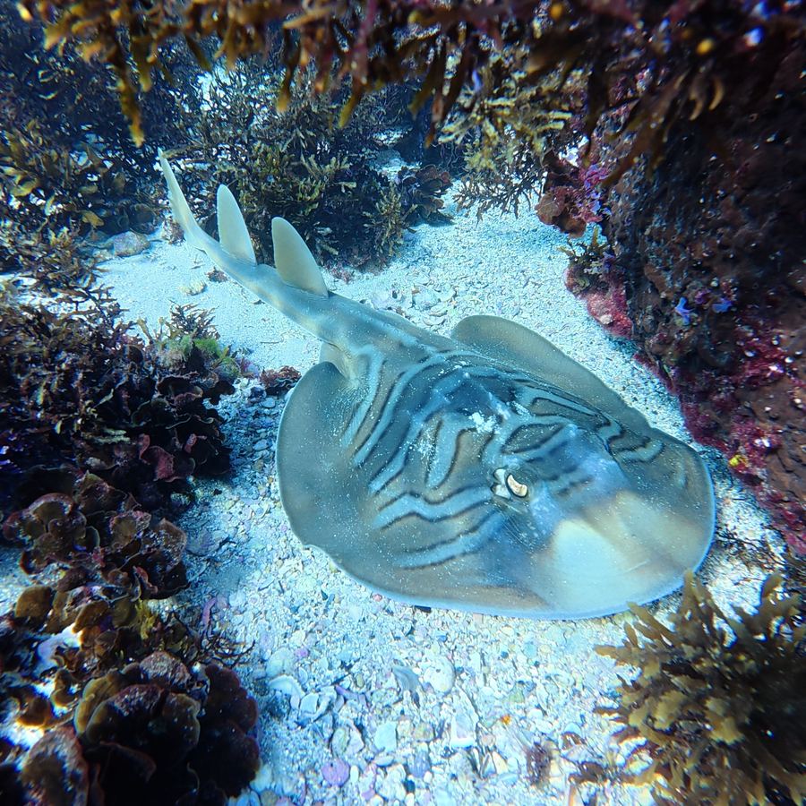 Fiddler Ray