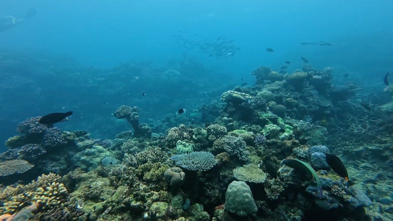 Flynn Reef | Entry #43