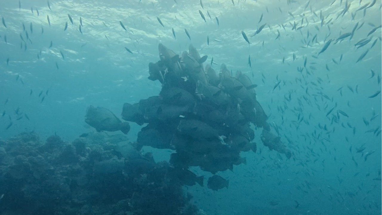 Milln Reef / Flynn Reef | Entry #42